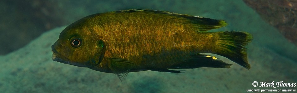 Petrotilapia sp. 'nigra tanzania' Ngwasi