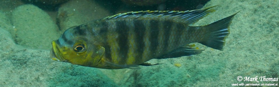 Petrotilapia sp. 'yellow chin' Border