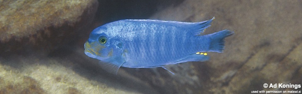 Petrotilapia sp. 'yellow chin' Chiloelo