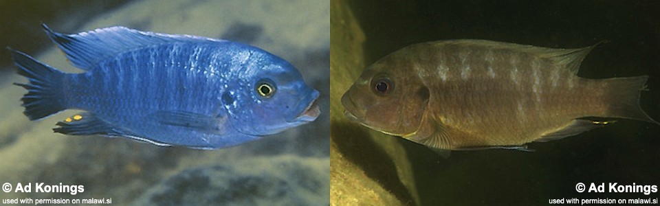 Petrotilapia tridentiger 'Boadzulu Island' 