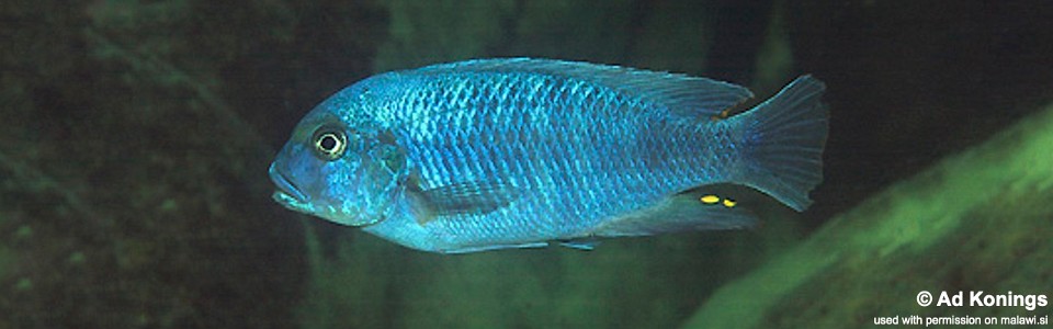 Petrotilapia tridentiger 'Nkhata Bay'