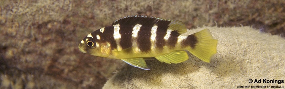 Pseudotropheus crabro 'Cobwé'