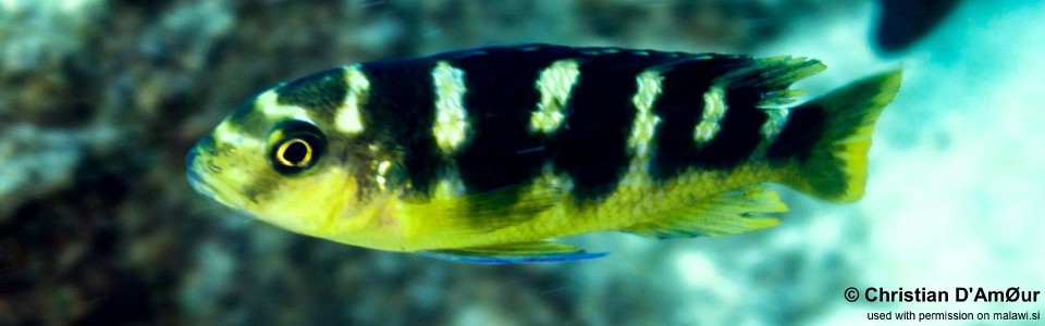 Pseudotropheus crabro 'Maingano Island'