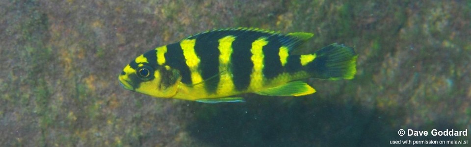 Pseudotropheus crabro 'Nakantenga Island'