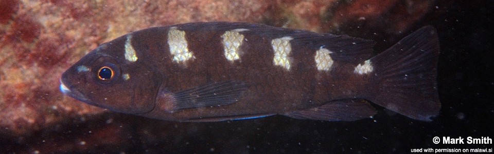 Pseudotropheus crabro 'Nsinje'