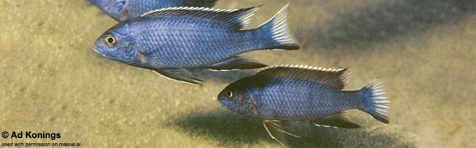 Pseudotropheus cf. elegans 'Ngara'