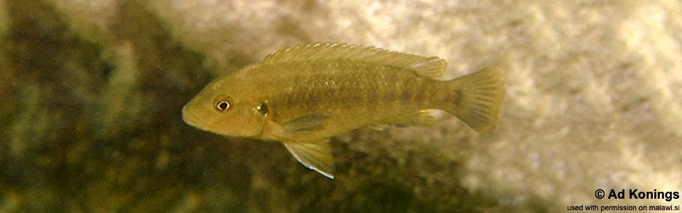 Pseudotropheus fuscus 'Mara Rocks'