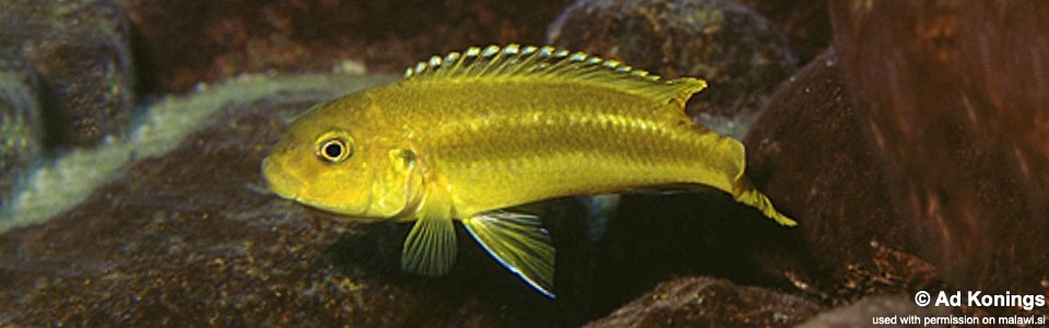 Pseudotropheus johannii 'Nkhungu Point'