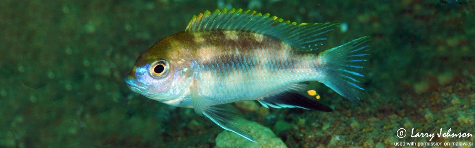 Pseudotropheus likomae 'Ndomo Point' 