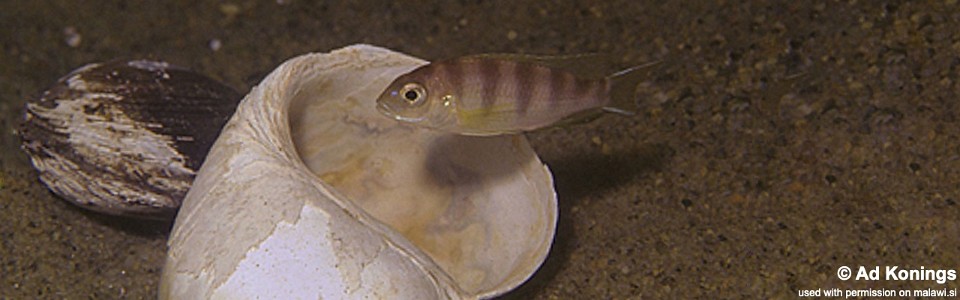 Pseudotropheus livingstonii 'Kande Island'