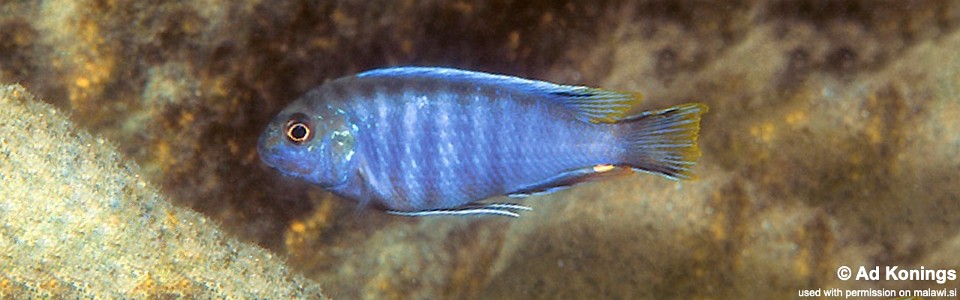 Pseudotropheus lucerna 'Chitande Island'