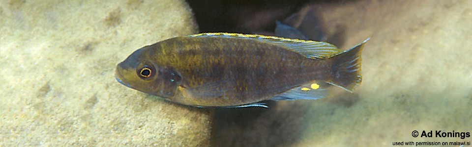 Pseudotropheus lucerna 'Londo Bay'