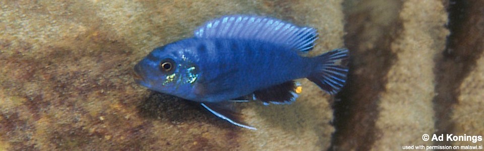 Pseudotropheus perspicax 'Chewere'