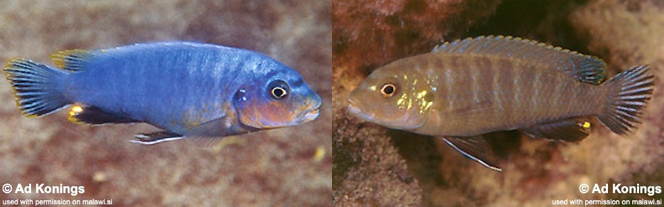 Pseudotropheus perspicax 'Chirwa Island'