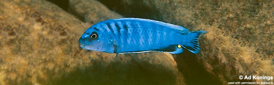 Pseudotropheus perspicax 'Chitande Island'