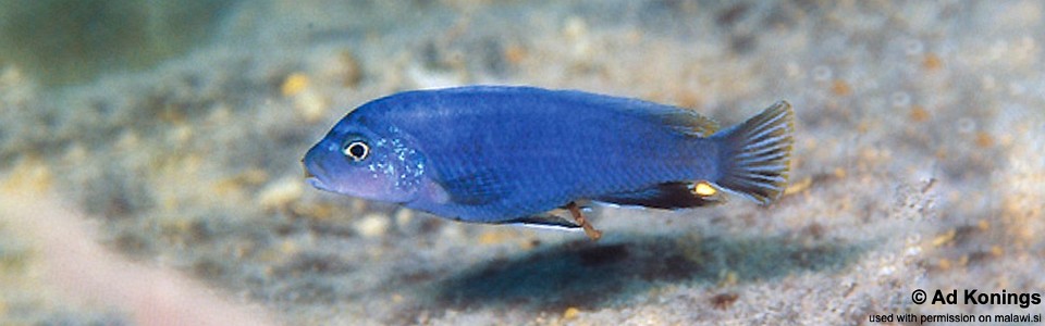 Pseudotropheus perspicax 'Katale Island'