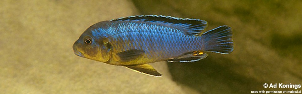 Pseudotropheus purpuratus 'Gome Rock'