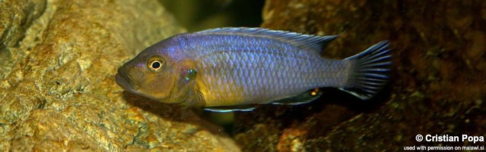 Pseudotropheus purpuratus 'Maleri Island'