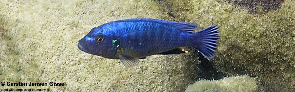 Pseudotropheus purpuratus 'Thumbi West Island'