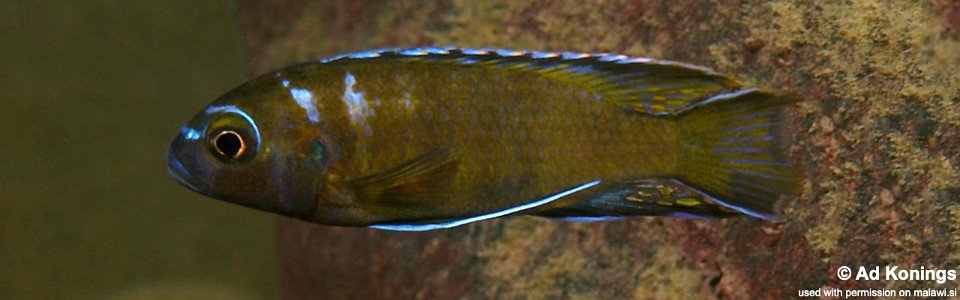 Pseudotropheus sp. 'elongatus makonde' Makonde