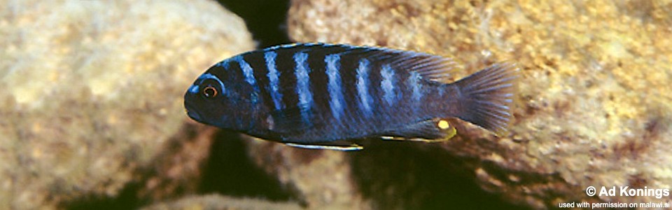 Pseudotropheus sp. 'minutus tanzania' Lupingu