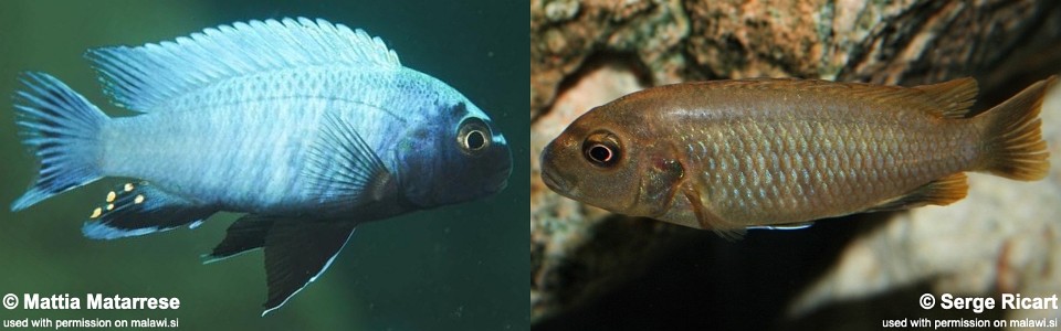 Pseudotropheus sp. 'polit' Lion's Cove