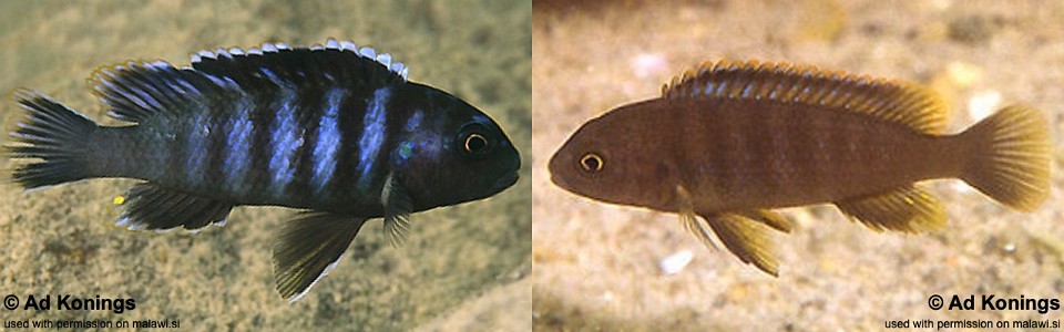 Pseudotropheus sp. 'tiny' Thumbi West Island