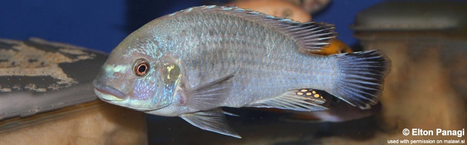 Pseudotropheus sp. 'williamsi makanjila' Mbenji Island