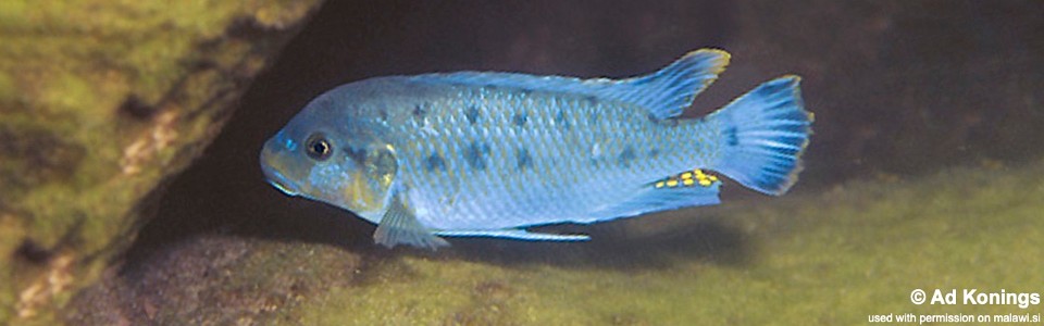 Pseudotropheus sp. 'williamsi makanjila' Tumbi Point