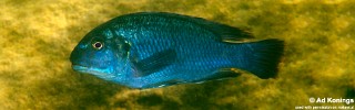 Pseudotropheus sp. 'williamsi makanjila' Ababi Island.jpg