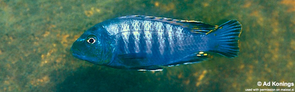 Pseudotropheus sp. 'williamsi maleri' Namalenje Island