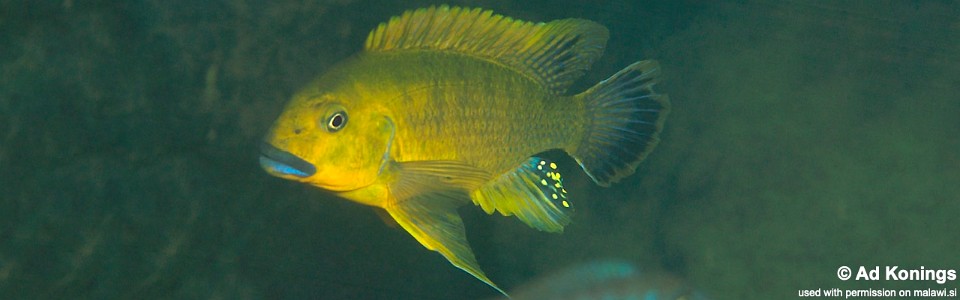 Pseudotropheus sp. 'williamsi north' Magunga