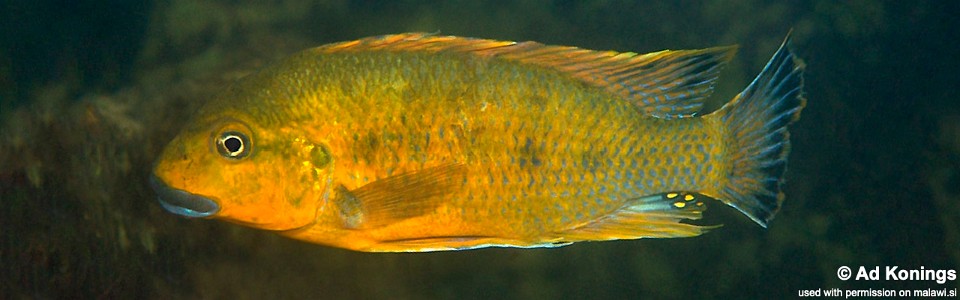 Pseudotropheus sp. 'williamsi north' Manda