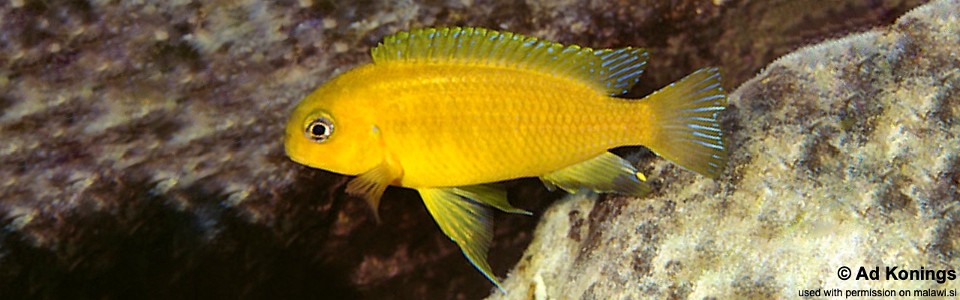 Tropheops macrophthalmus 'Chizumulu Island'