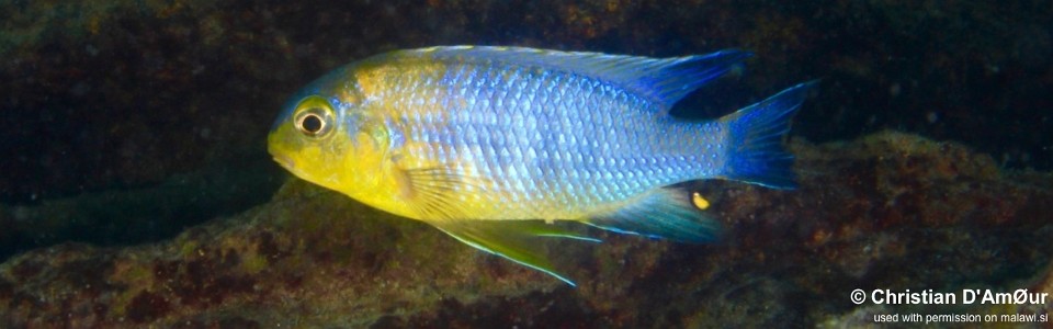 Tropheops sp. 'yellow chin' Machili Island