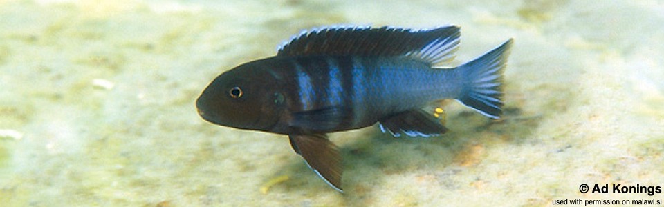 Chindongo bellicosus 'Domwe Island'<br><font color=gray>Pseudotropheus sp. 'elongatus aggressive' Domwe Island</font> 