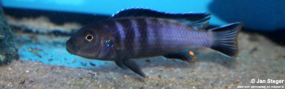 Chindongo bellicosus 'Maleri Island'<br><font color=gray>Pseudotropheus sp. ‘elongatus slab’ Maleri Island</font> 