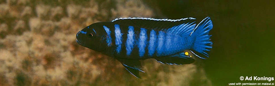 Chindongo bellicosus 'Mumbo Island'<br><font color=gray>Pseudotropheus sp. ‘elongatus slab’ Mumbo Island</font> 