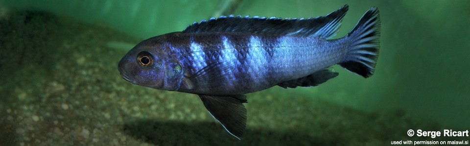 Chindongo bellicosus 'Namalenje Island'<br><font color=gray>Pseudotropheus sp. ‘elongatus slab’ Namalenje Island</font> 