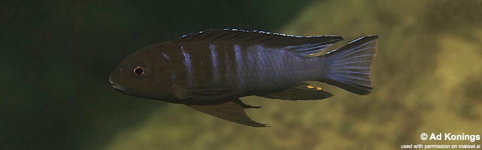 Chindongo bellicosus 'Zimbawe Rock'<br><font color=gray>Pseudotropheus sp. 'elongatus aggressive' Zimbawe Rock</font> 