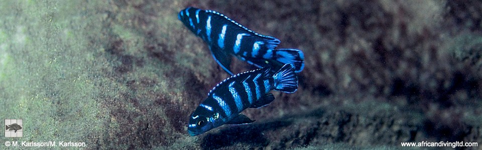 Chindongo demasoni 'Ndumbi Reef'