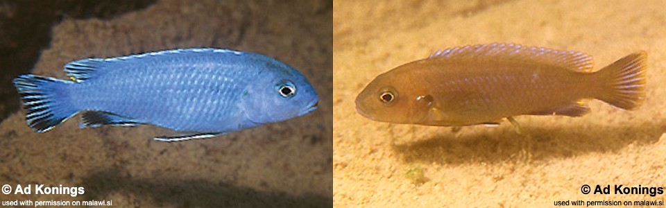 Chindongo sp. 'burrower' Nakantenga Island