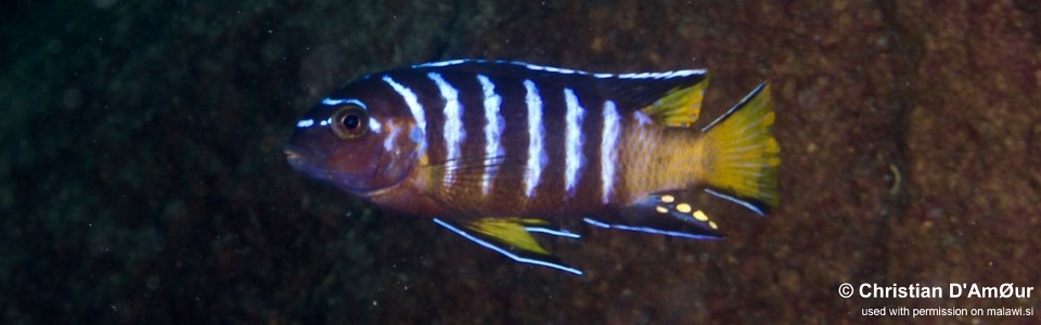 Chindongo sp. 'elongatus masimbwe' Mbamba Islands