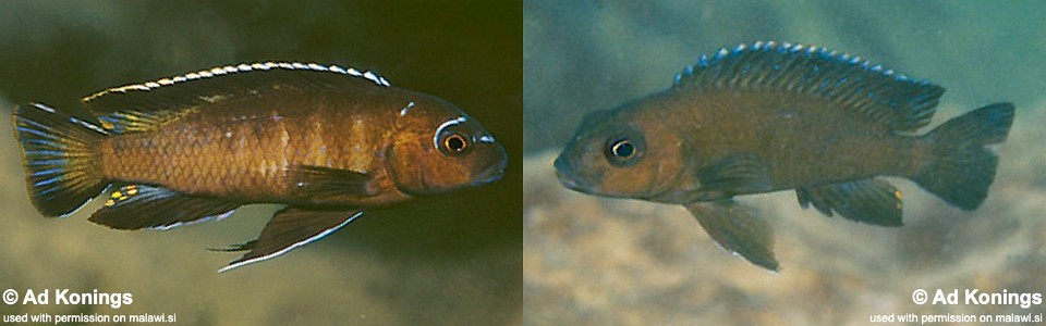 Chindongo sp. 'elongatus mbenji brown' Mbenji Island