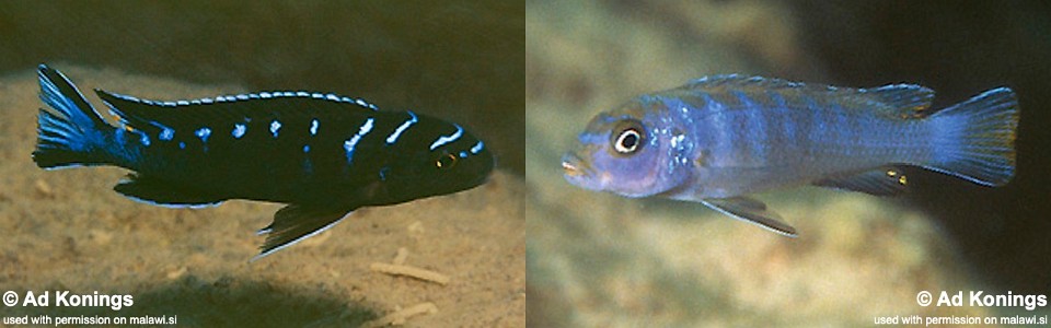 Chindongo sp. 'elongatus ruarwe' Charo