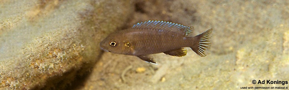 Chindongo sp. 'fuscus dwarf' Londo Bay