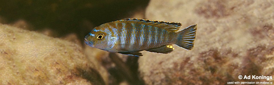 Chindongo sp. 'minutus mozambique' Minos Reef