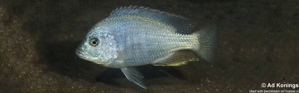 Chilotilapia rhoadesii 'Chembe Beach'