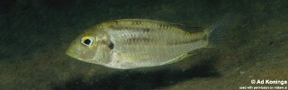 Tramitichromis trilineatus &#39;Chembe Beach&#39;