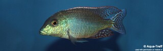 Lethrinops oculatus &#39;Chesese&#39;